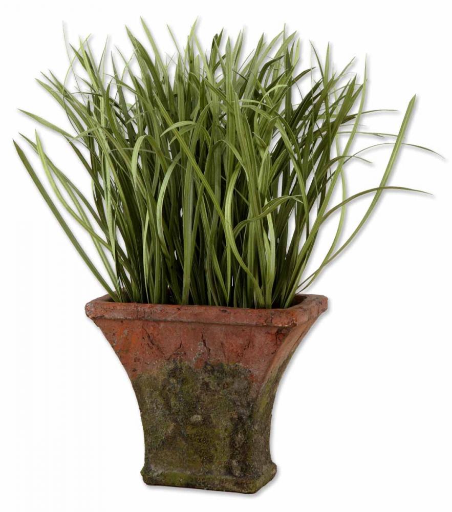 Potted Silk Grass